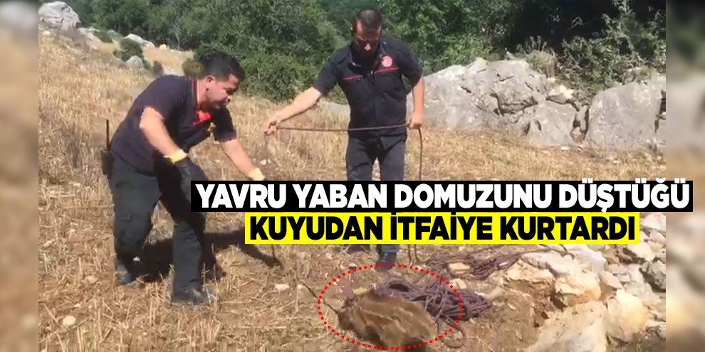 Yavru yaban domuzunu düştüğü kuyudan itfaiye kurtardı