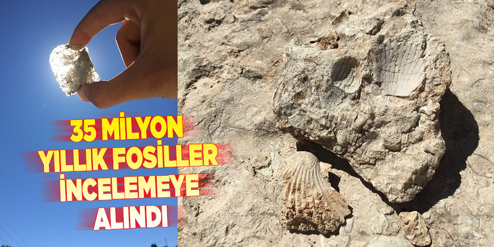 35 milyon yıllık fosiller incelemeye alındı