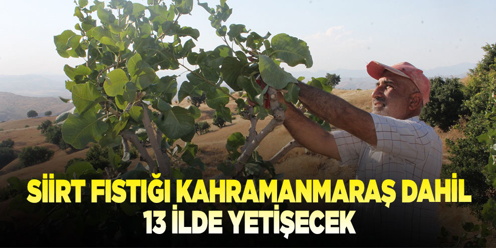 Siirt fıstığı Kahramanmaraş dahil 13 ilde yetişecek