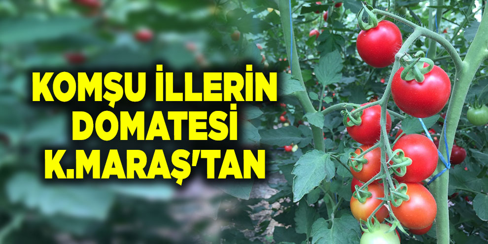 Komşu illerin domatesi Kahramanmaraş'tan