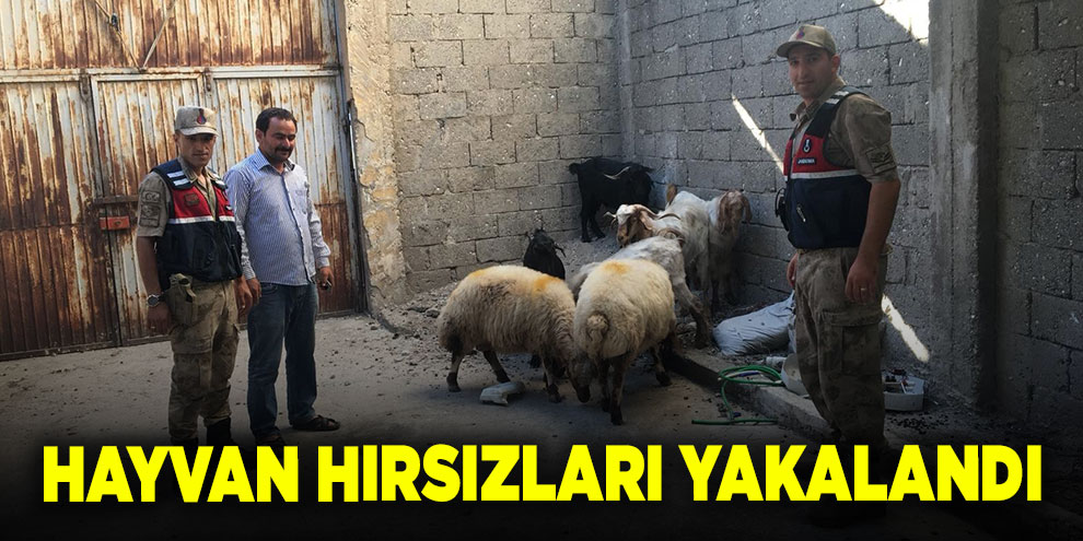 Hayvan hırsızları yakalandı