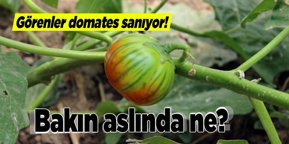 Domates görünümlü patlıcan, görenleri şaşırttı