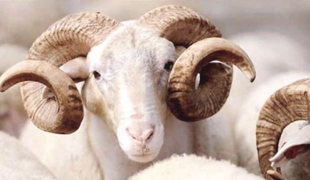 Kızılay kurban vekalet bedelini açıkladı