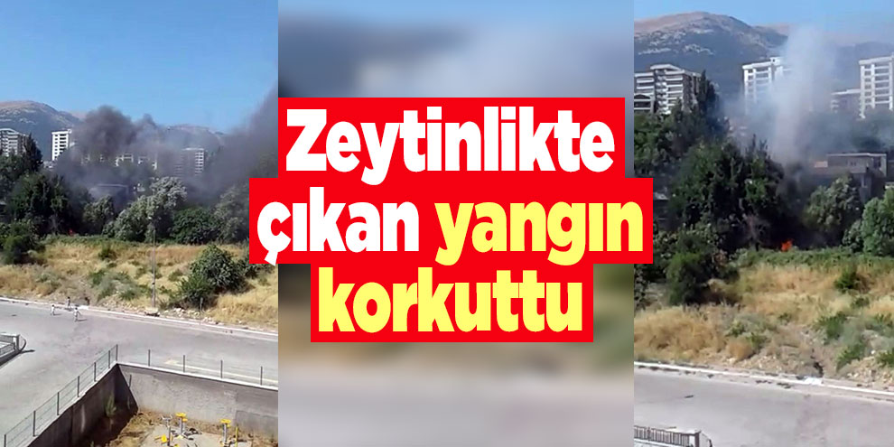 Zeytinlikte çıkan yangın korkuttu