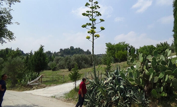 Bu bitki 100 yıl yaşıyor, sadece bir kez çiçek açıyor