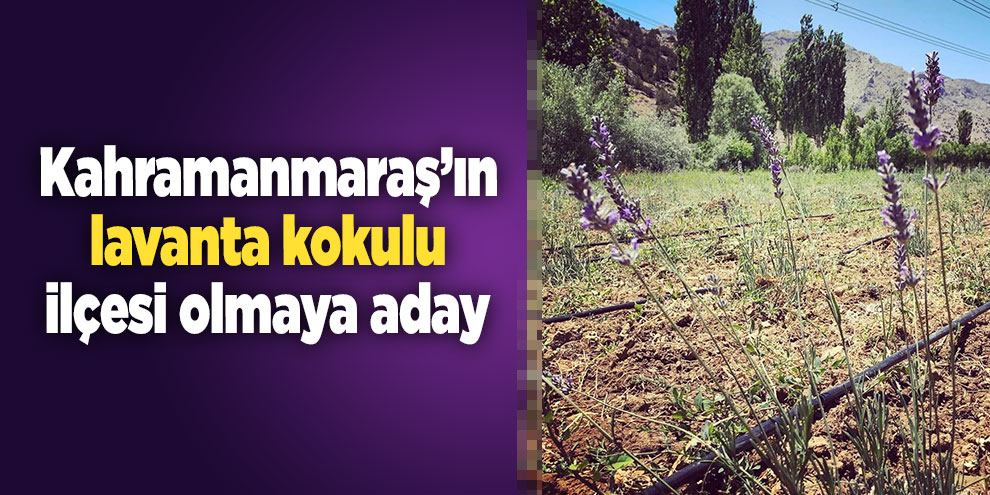 Nurhak, lavanta kokulu ilçe olmaya aday