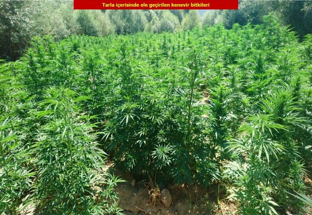 Diyarbakır hint keneviri operasyonu! 2 milyon 111 bin 50 kök...