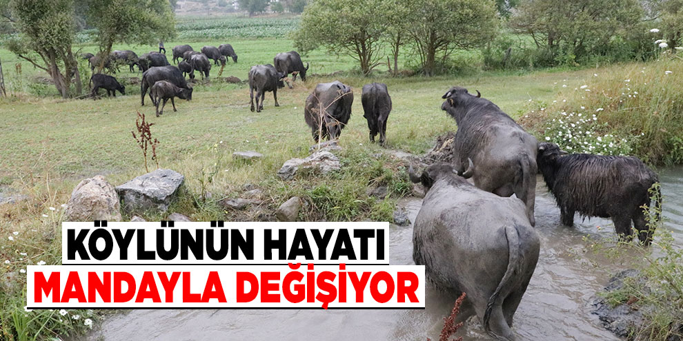 Köylünün hayatı mandayla değişiyor