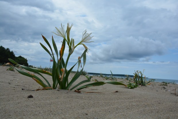 Bu çiçeği kesene 60 bin lira ceza veriliyor