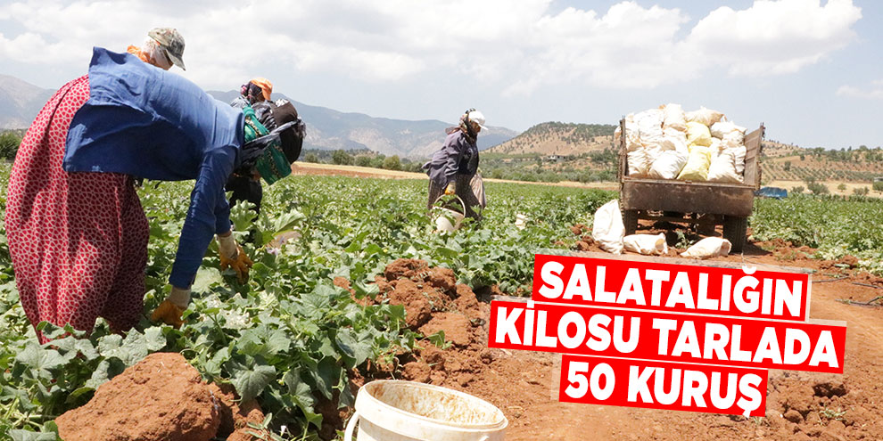 Salatalığın kilosu tarlada 50 kuruş