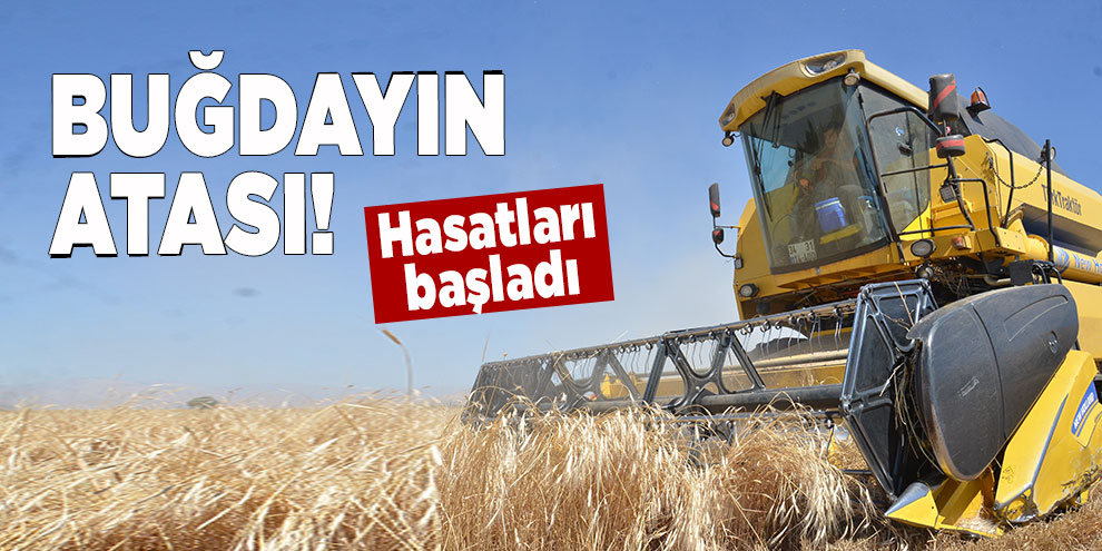 Buğdayın atası olarak bilinen siyez buğdayında hasat sevinci