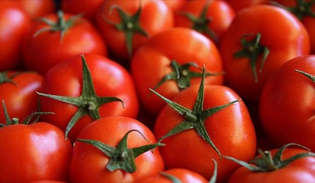Domates, bu sene beklentileri karşılamadı