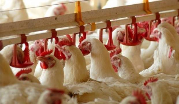 Uyarı geldi! Tavukları kesime vermeyin