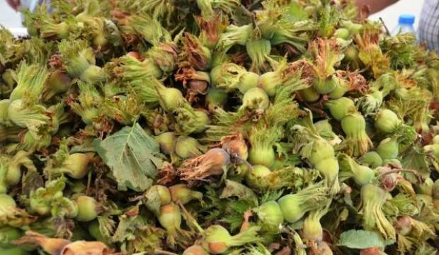 Fındık üreticileri mahsulün 20 liradan alınmasını istiyor