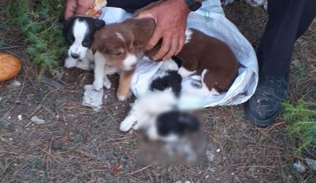 Çuvalın hareket ettiğini görünce fark etti: Vicdansızlık!