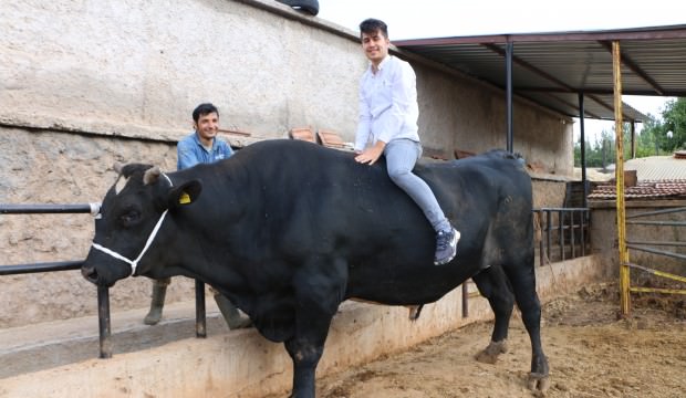 2 tonluk boğa araba fiyatına satılıyor