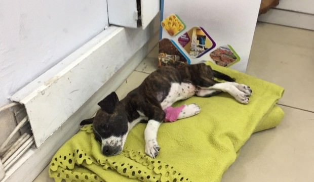 Bursa'da insanlık dışı olay!