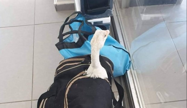 Bursa’da otobüste kaz unuttular