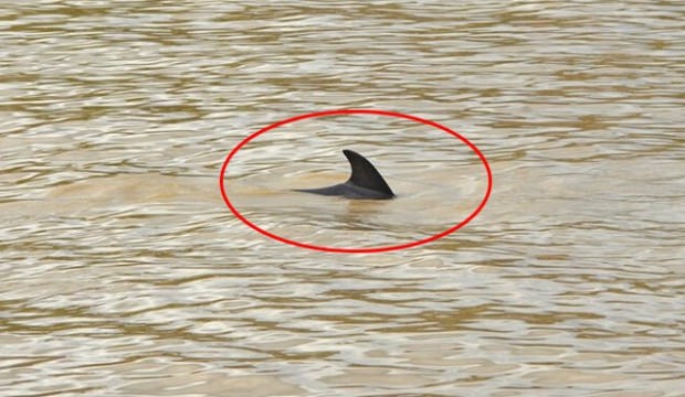 Görenler gözlerine inanamadı! Tam 3 metre boyunda...