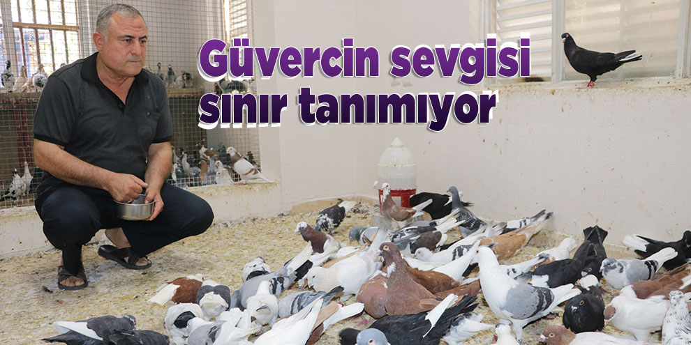 Güvercin sevgisi sınır tanımıyor