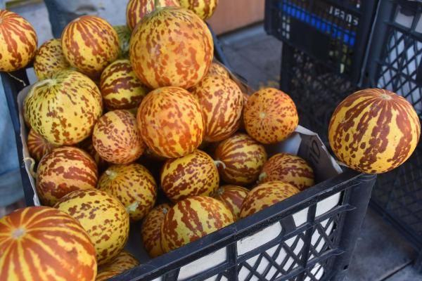 Bu kavunlar yok satıyor! Yemek için değil, kokusu...