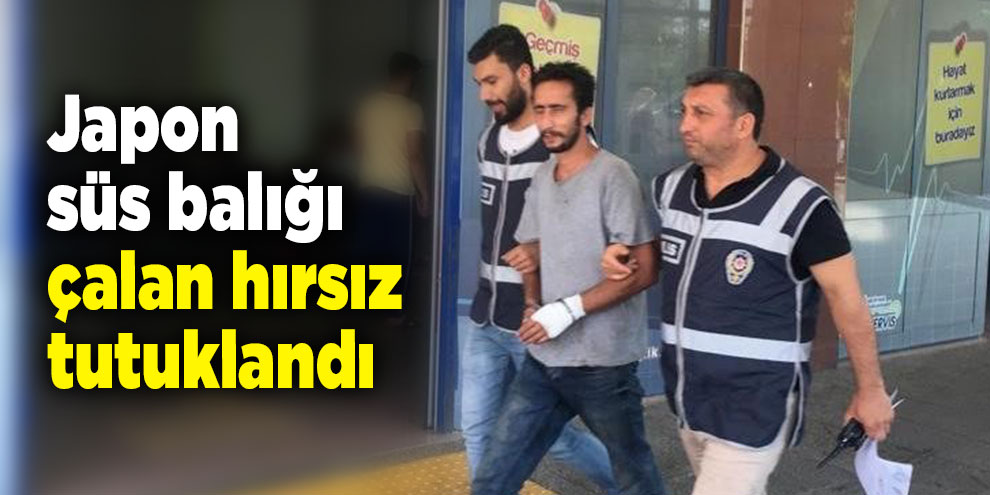 Japon süs balığı çalan hırsız tutuklandı