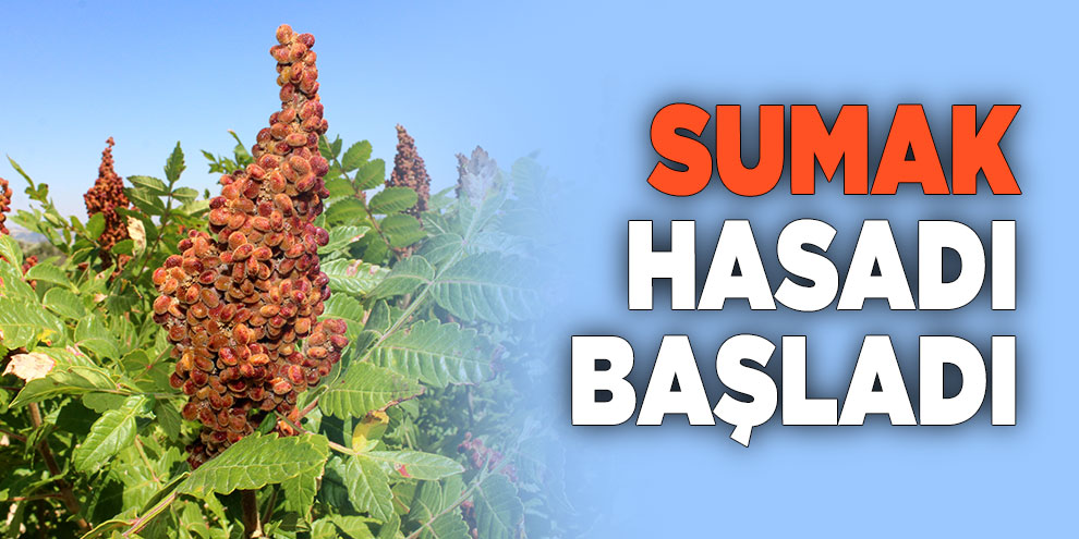 Sumak hasadı başladı