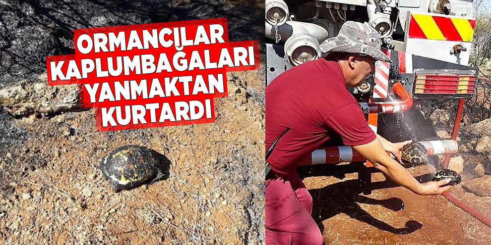 Ormancılar kaplumbağaları yanmaktan kurtardı
