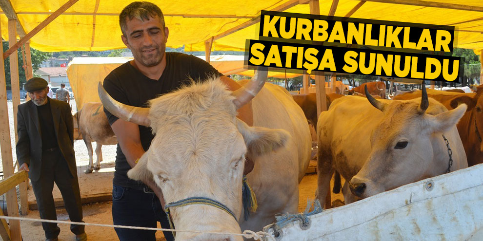 Kurbanlıklar satışa sunuldu