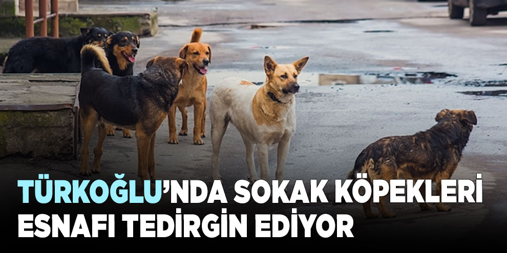Türkoğlu’nda sokak köpekleri esnafı tedirgin ediyor