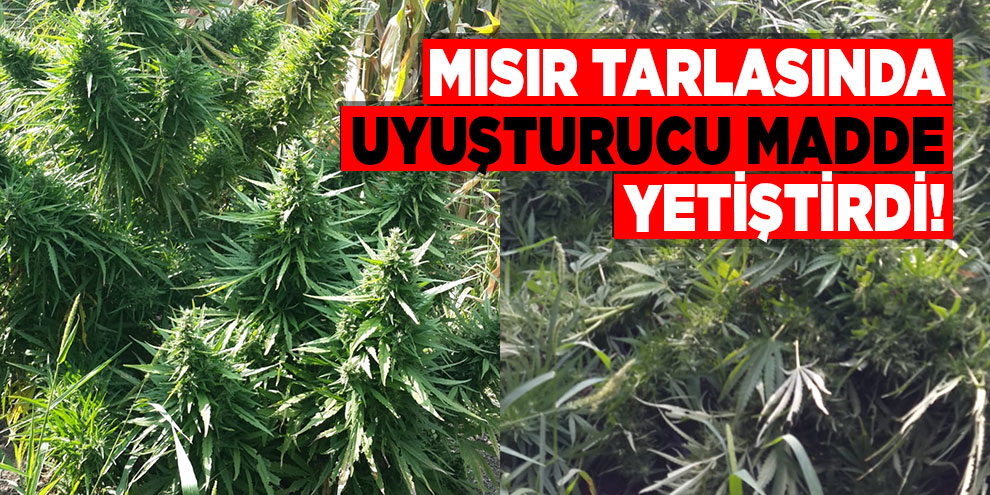 Mısır tarlasında uyuşturucu madde yetiştirdi!