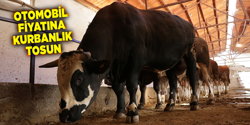 Otomobil fiyatına kurbanlık tosun