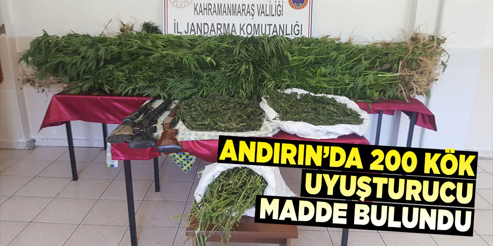 Andırın’da 200 kök uyuşturucu bitkisi bulundu