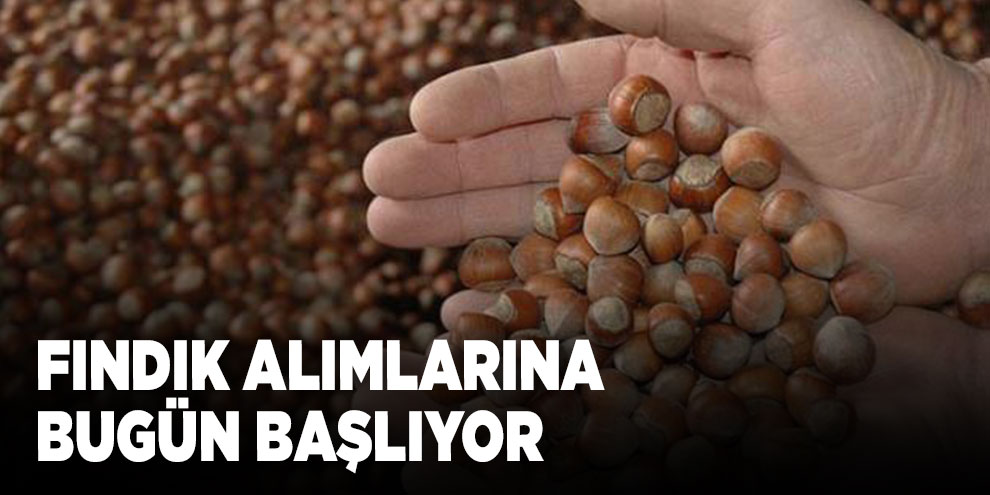 Fındık alımlarına bugün başlıyor