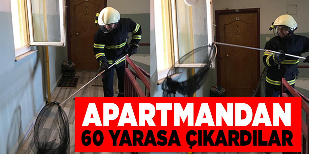 Apartmandan 60 yarasa çıkardılar