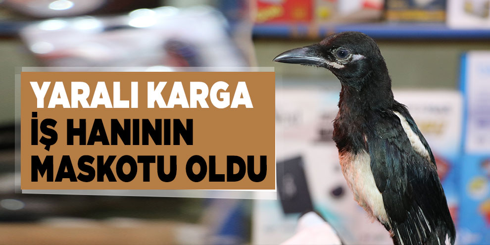 Yaralı karga iş hanının maskotu oldu