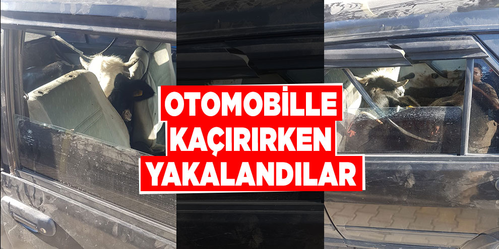 Çaldıkları büyükbaş hayvanları otomobille kaçırırken yakalandılar