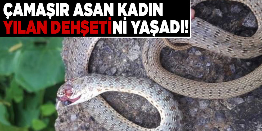Çamaşır asan kadın yılan dehşetini yaşadı!