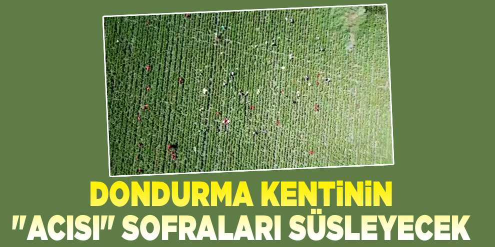 Dondurma kentinin "acısı" sofraları süsleyecek