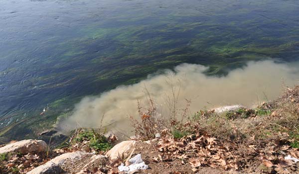 BALIK ÖLÜMLERİ ARAŞTIRILIYOR