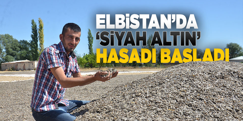 Elbistan’da ‘siyah altın’ hasadı başladı