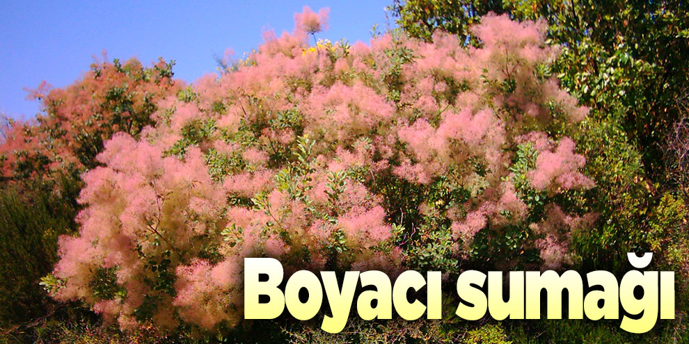 Şifalı bitkilerden Boyacı sumağı, Boyacı sumağı nedir