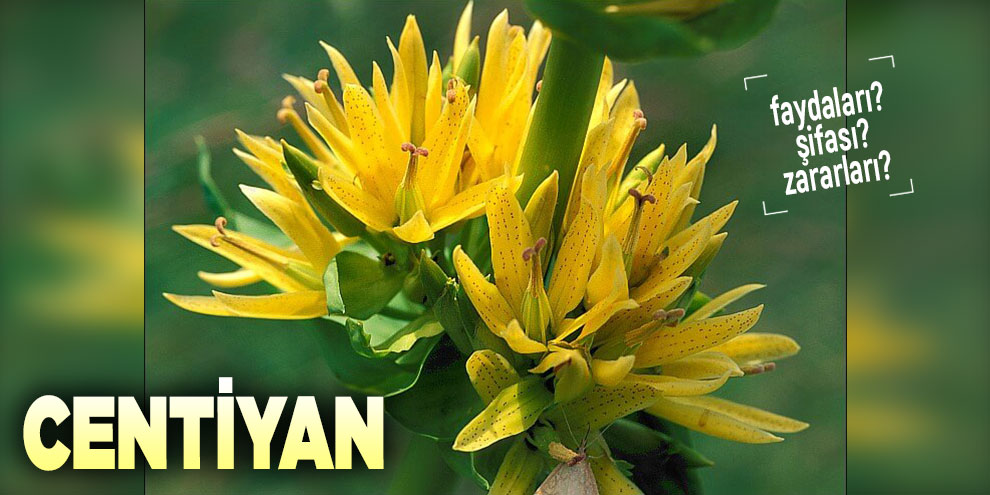 Şifalı bitkilerden Centiyan, Centiyan nedir