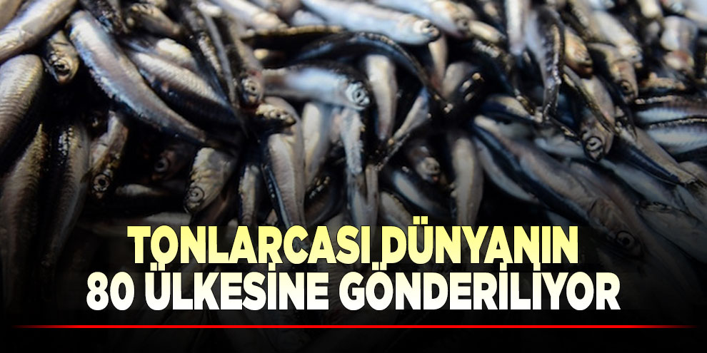 Tonlarcası dünyanın 80 ülkesine gönderiliyor