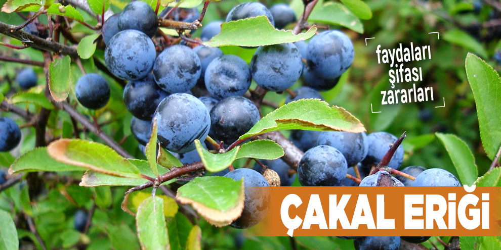 Şifalı bitkilerden Çakal Eriği, Çakal Eriği nedir