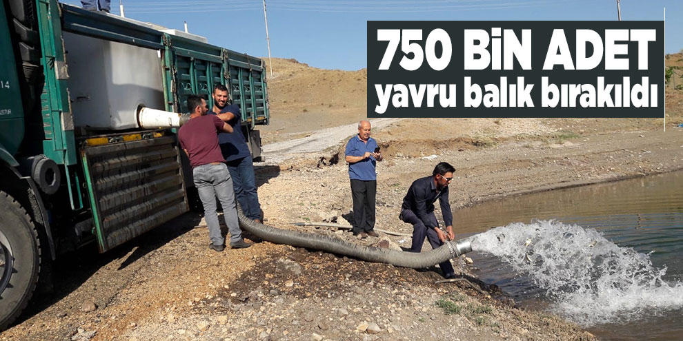Adatepe ve Kandil Barajlarına 750 bin adet yavru balık bırakıldı