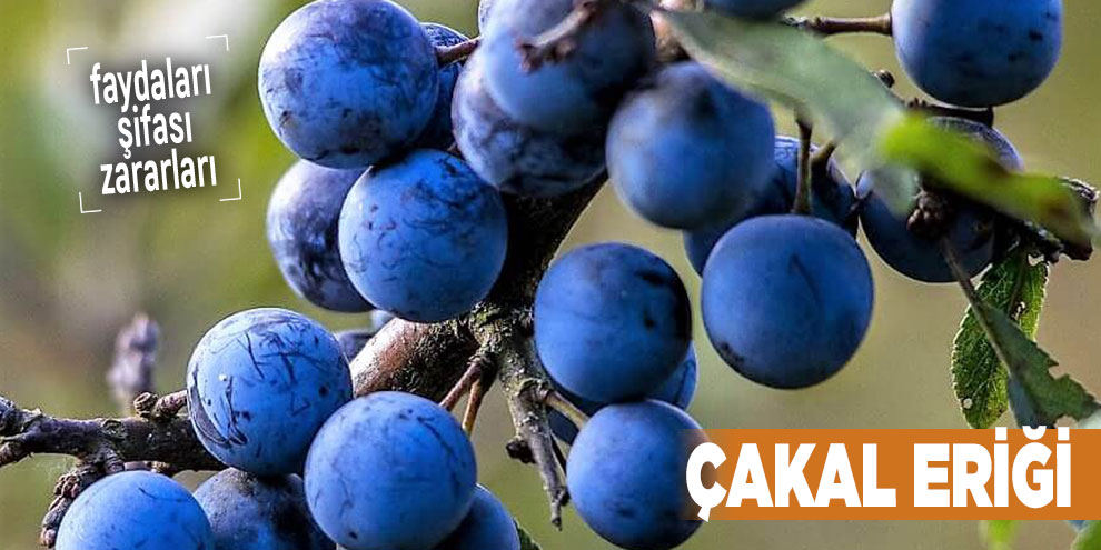 Şifalı bitkilerden Çakal Eriği, Çakal Eriği nedir