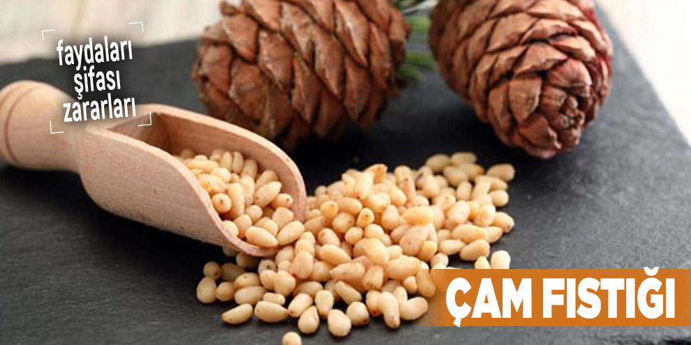 Şifalı bitkilerden Çam Fıstığı, Çam Fıstığı nedir