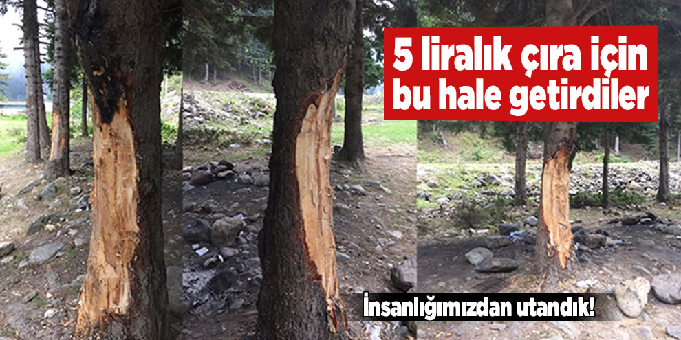5 liralık çıra için 70 yıllık ağaçlara böyle zarar verdiler