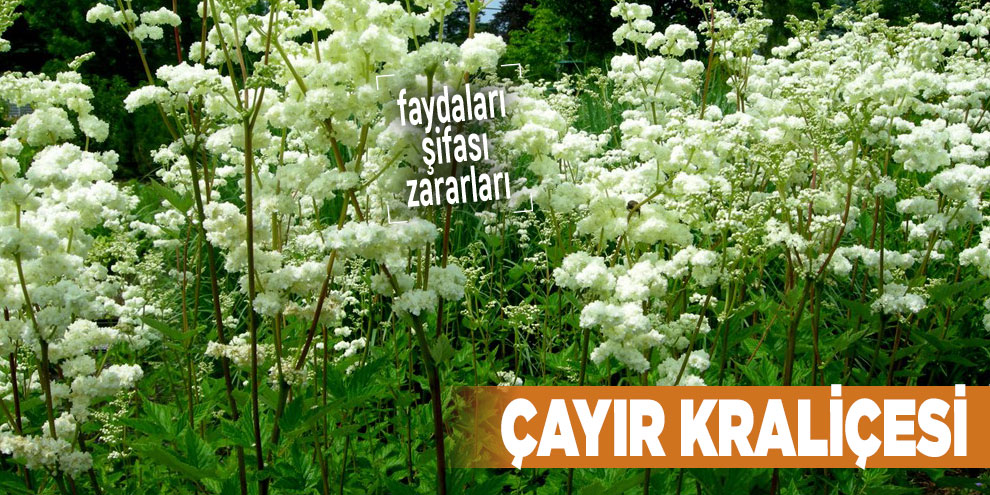 Şifalı bitkilerden Çayır Kraliçesi, Çayır Kraliçesi nedir